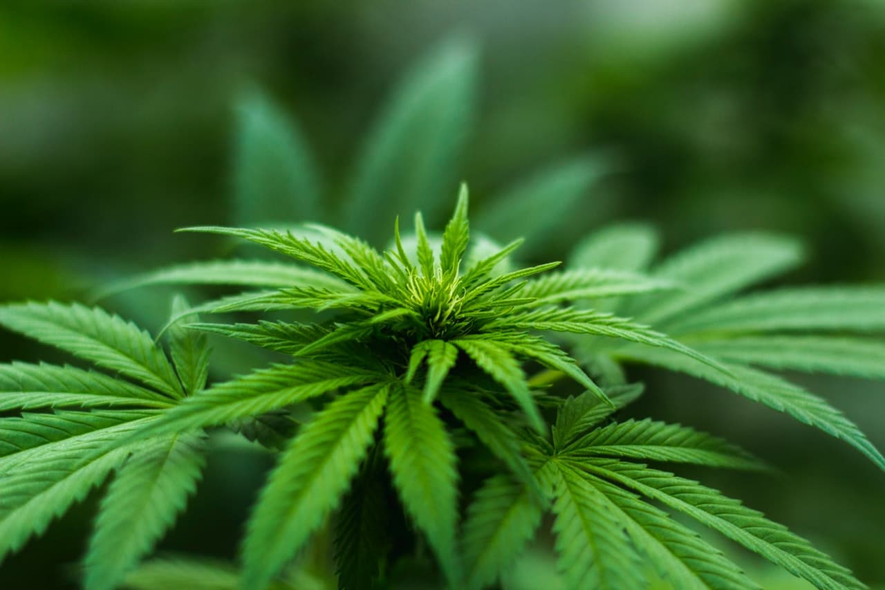 Cannabis récréatif et thérapeutique : quelle est la différence ?
